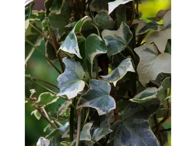Edera screziata