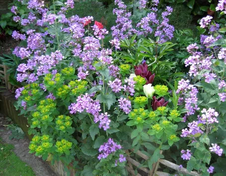 Fiori da giardino perenni
