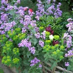 Fiori da giardino perenni