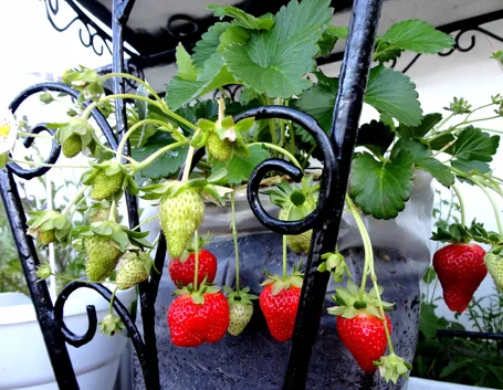 Coltivazione fragole