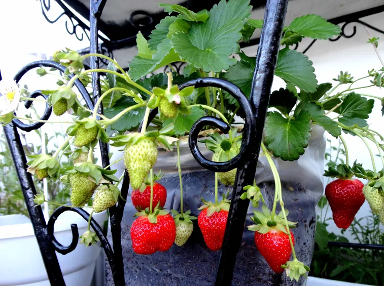 Coltivazione fragole