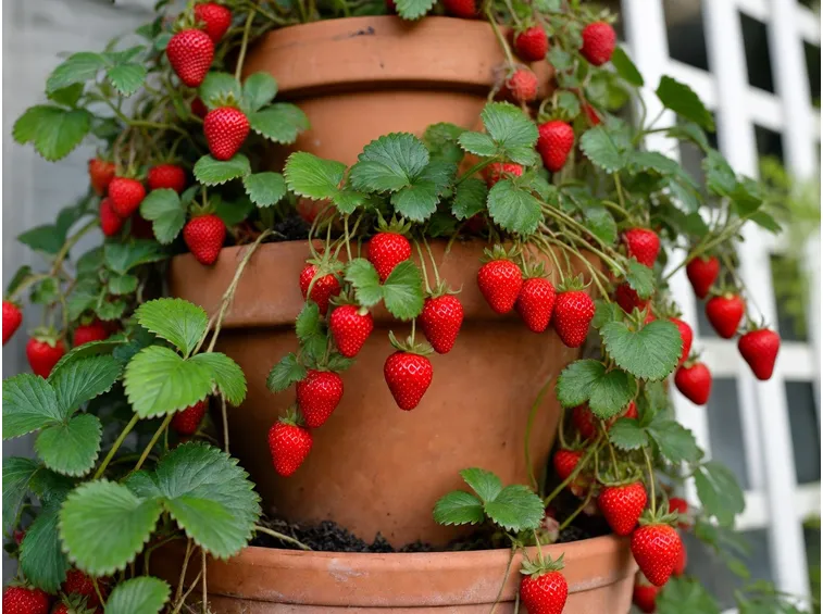 Vaso fragole