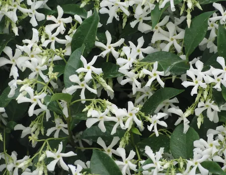 Fiori e foglie di Gelsomino rampicante