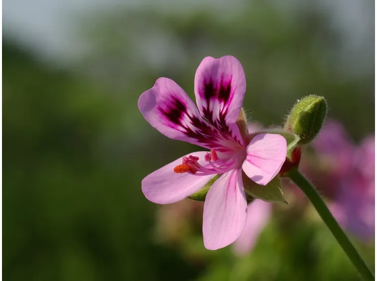 Fiore geranio