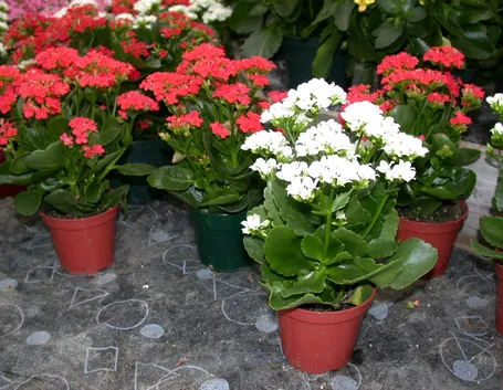Varietà di Kalanchoe