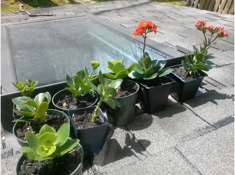 Piccoli esemplari di Kalanchoe