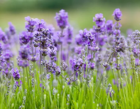 Campo lavanda