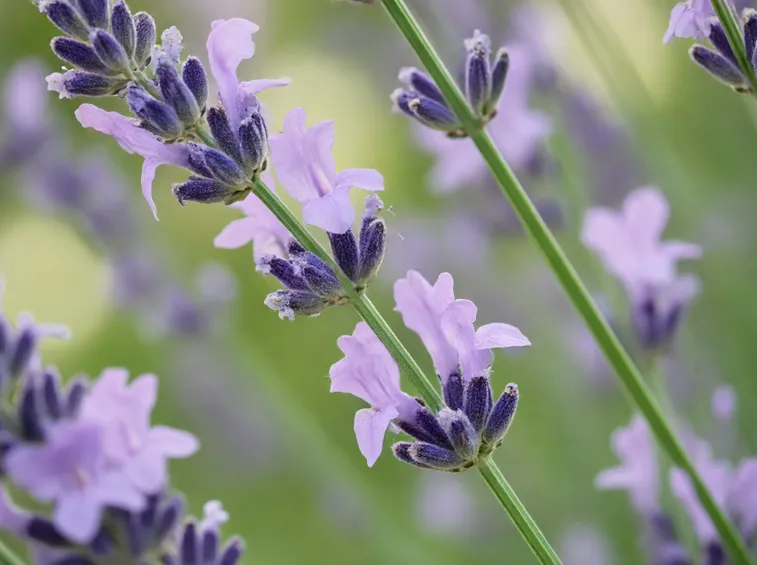 Campo lavanda