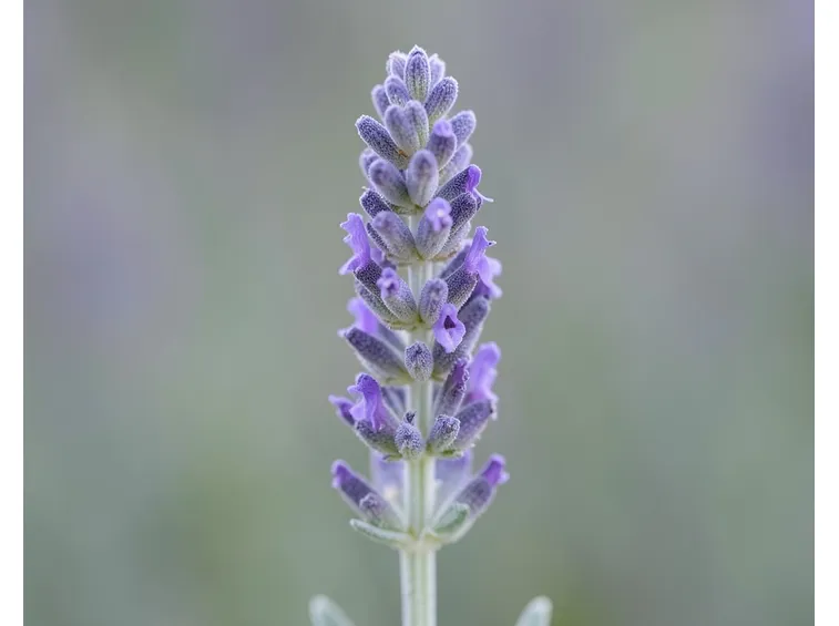 Fiore lavanda