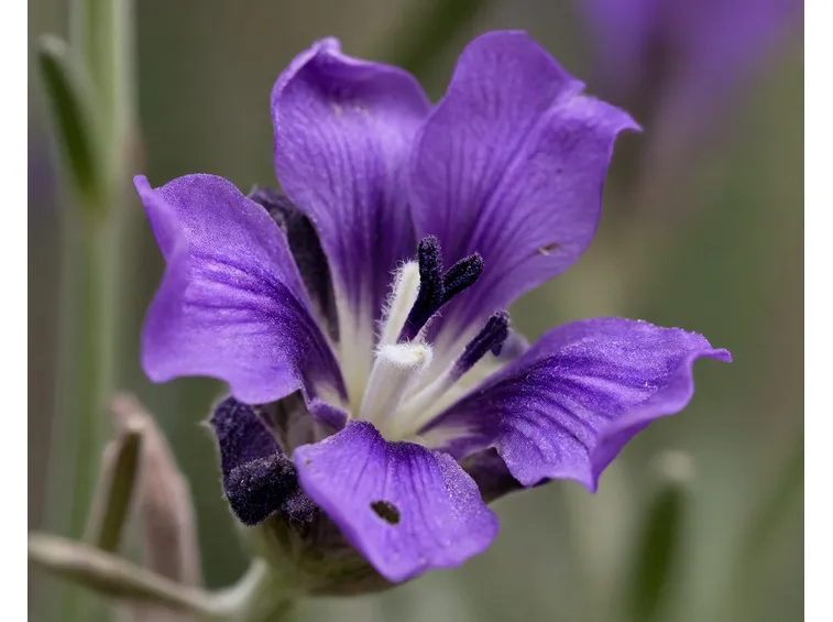 Fiore di Lavanda aperto