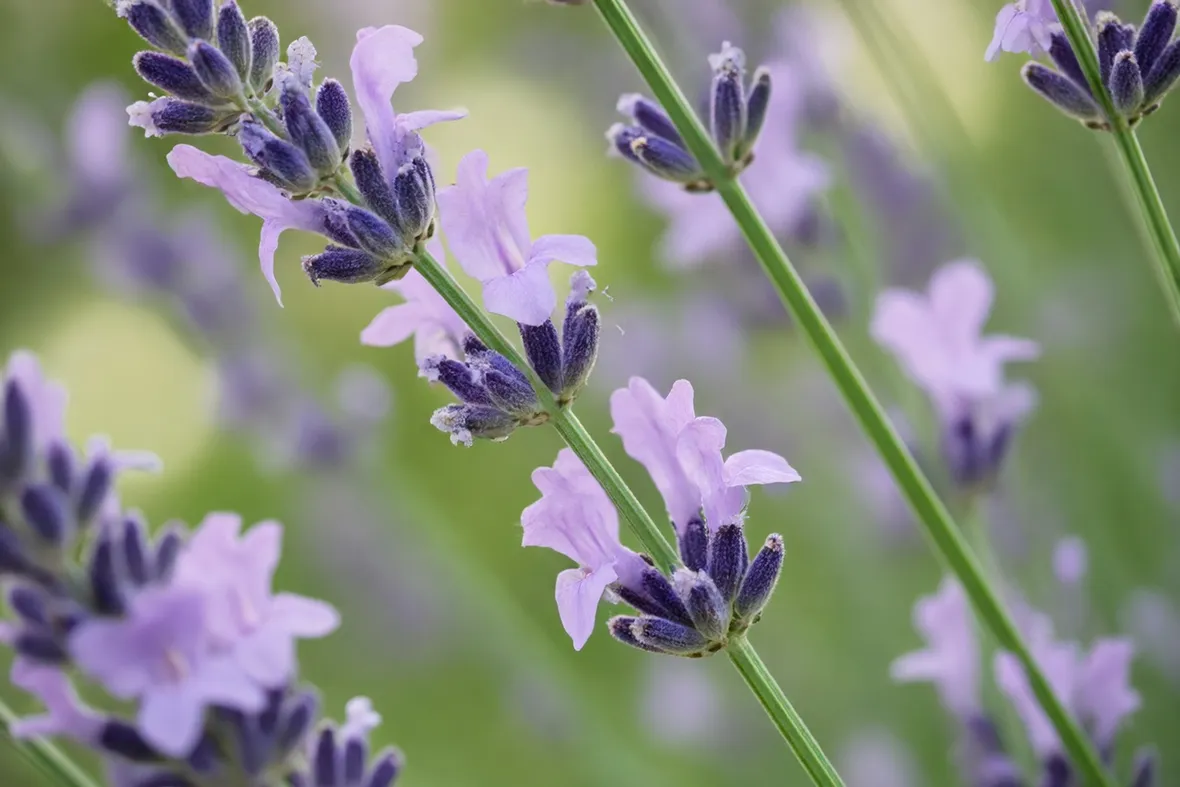 Campo lavanda