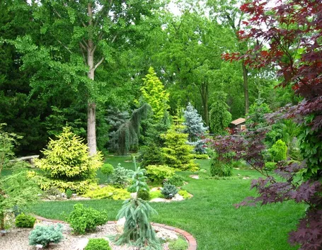Le conifere naturali in giardino