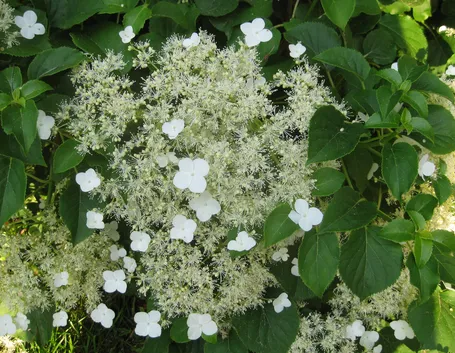 fiore ortensia rampicante