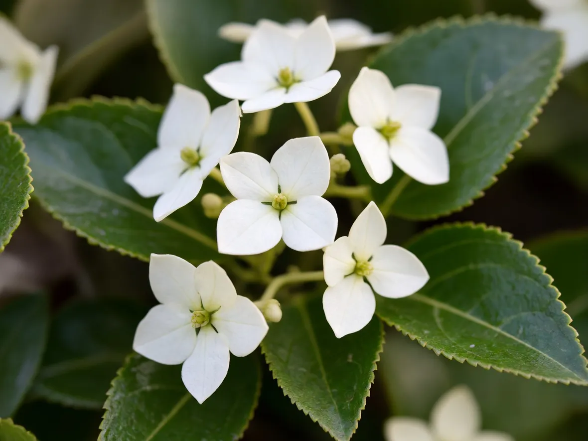 fiore ortensia rampicante