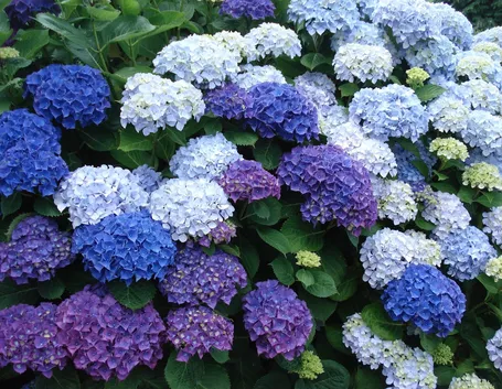 Ortensie blu in fiore