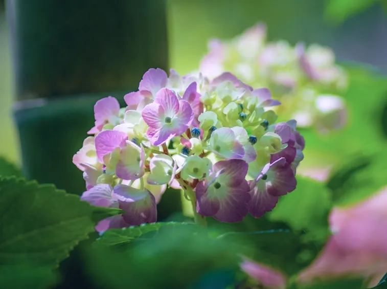 Hydrangea macrophylla