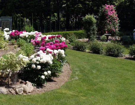 Esposizione peonie
