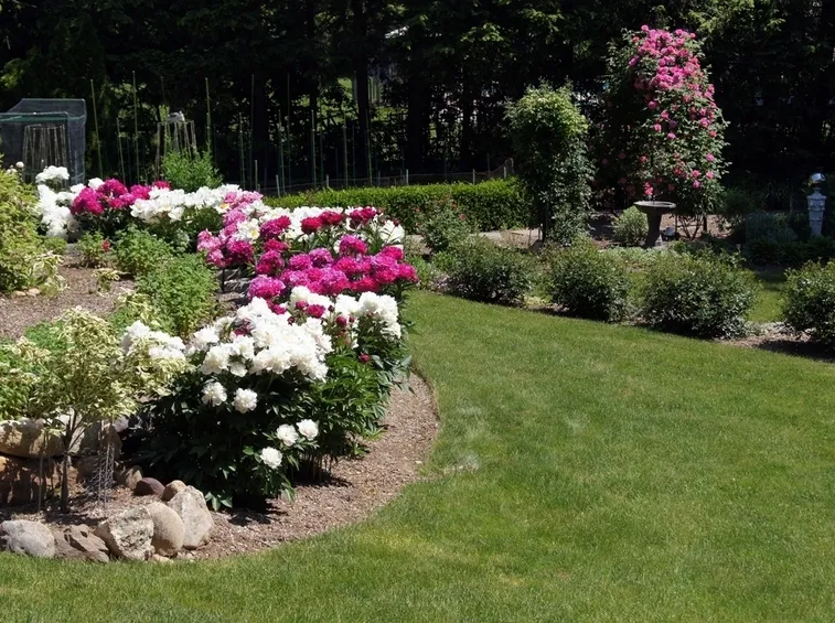 Esposizione peonie