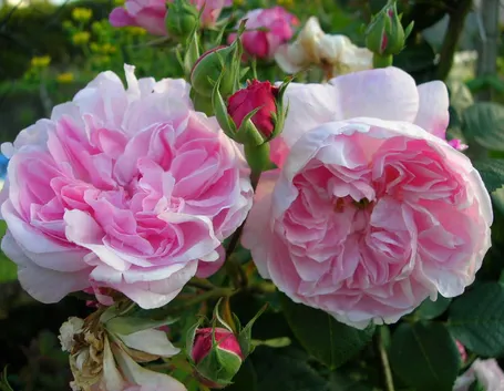 Fiori rosa di Peonie