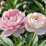 Fiori rosa di Peonie