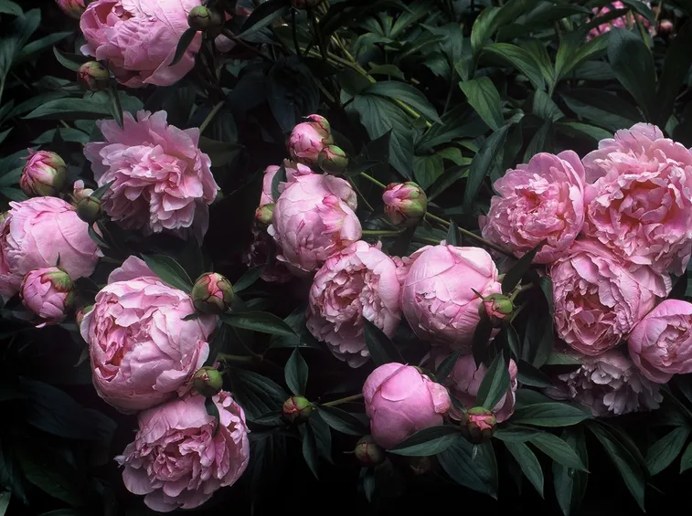 Piante e fiori di Peonia