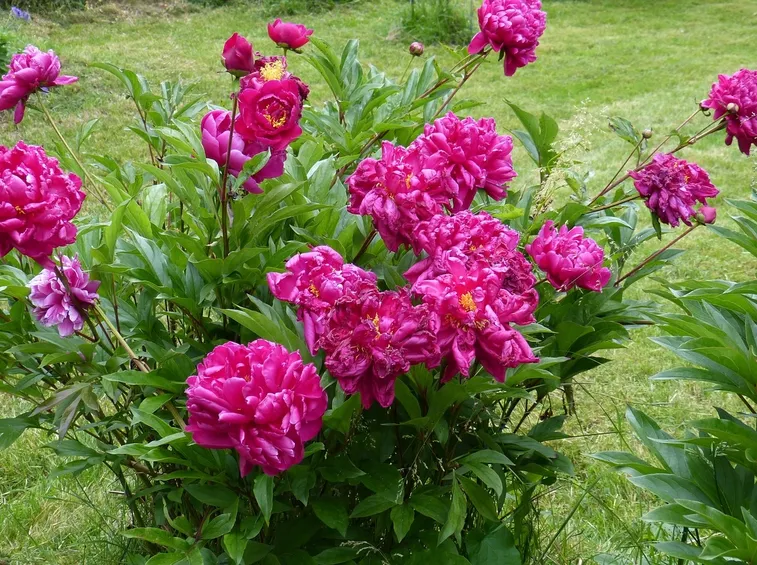 Cespuglio in fiore di Peonie