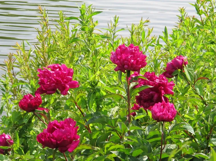 Peonie di colore rosa