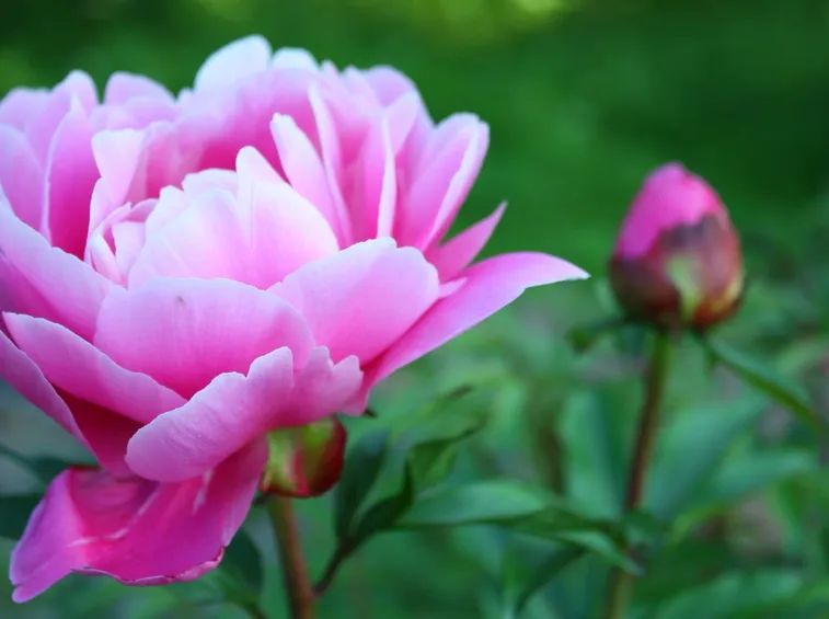 Fiore peonia