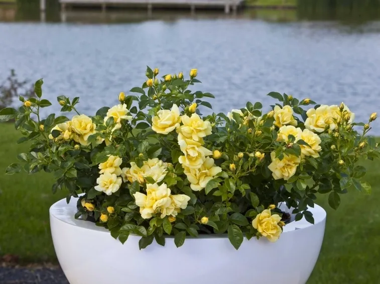 Rose vaso