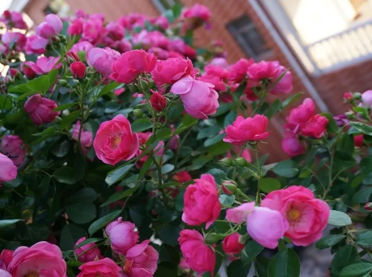 Rose balcone