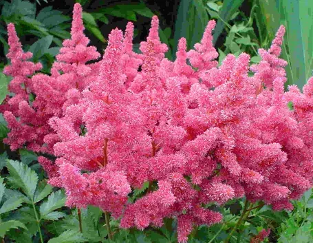 Fiori astilbe