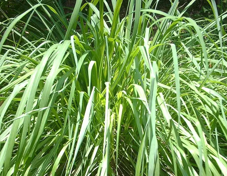 Pianta di citronella