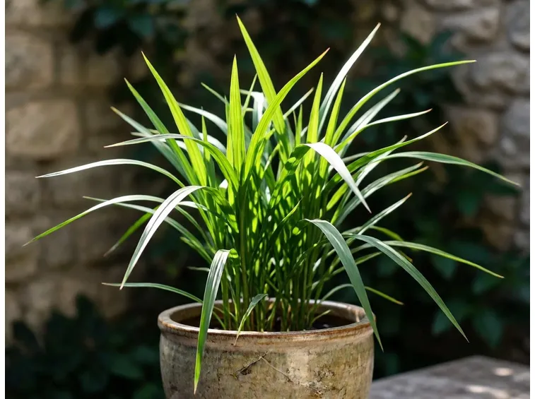 Pianta di citronella