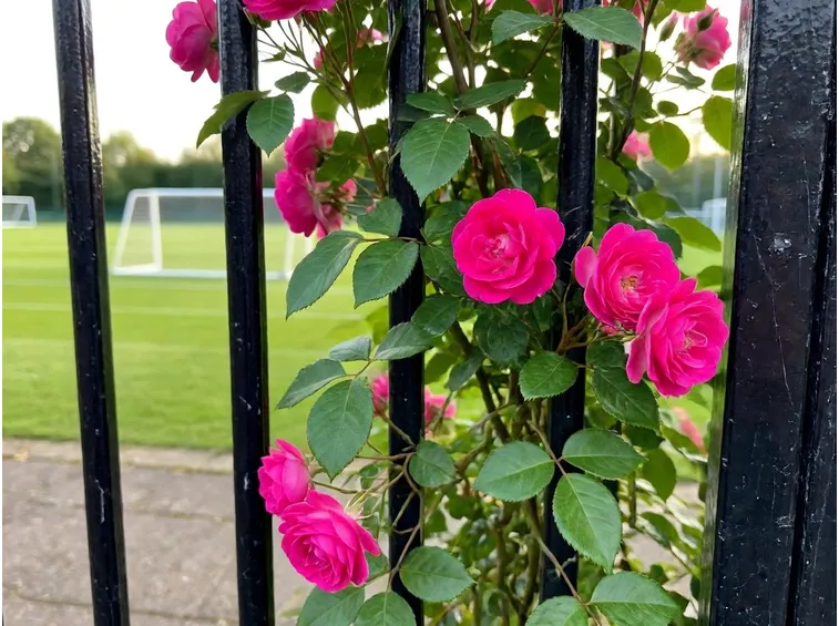 Rose avvolte ad un cancello