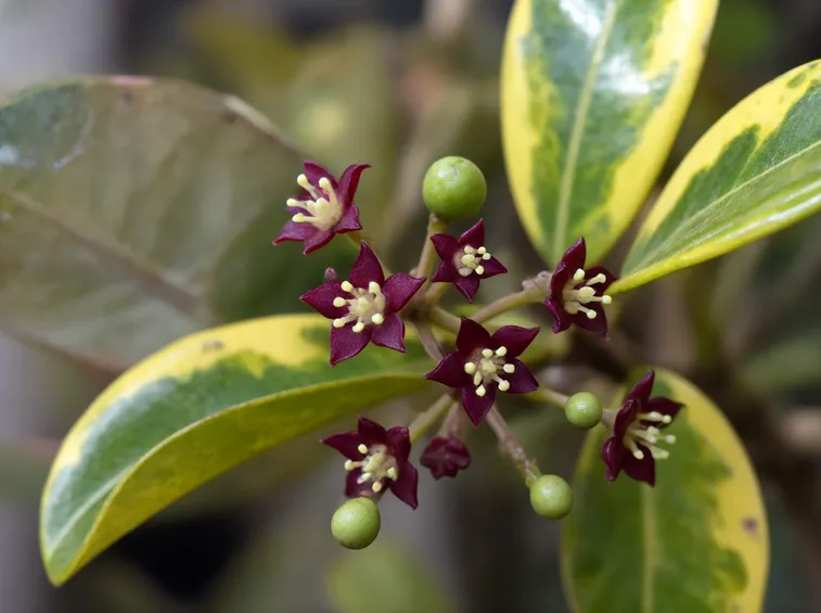 Esemplare di aucuba fiorita