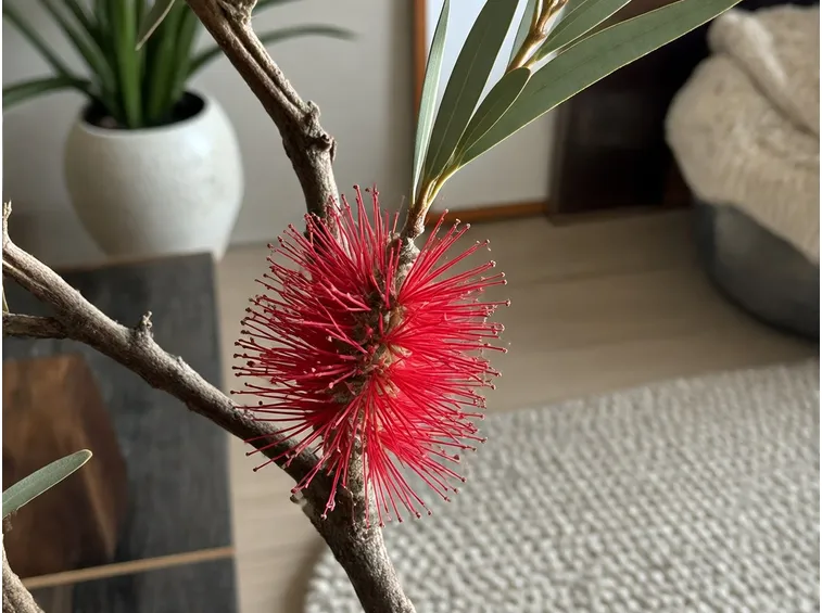 Fiori rossi di calllistemon