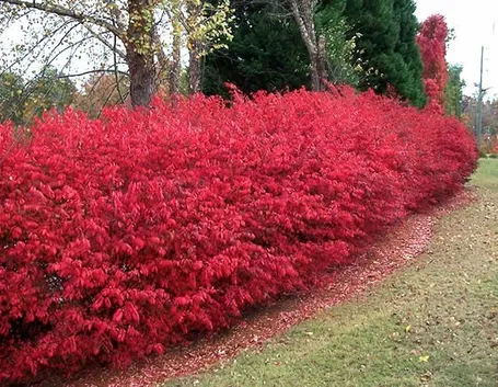 Siepe rossa