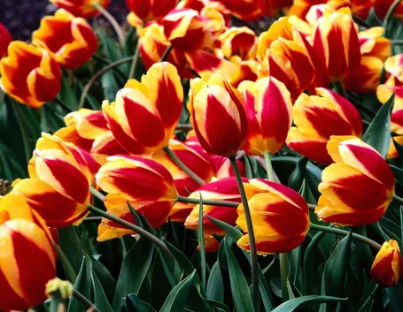 Piante e fiori di Tulipani