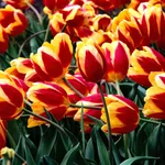 Piante e fiori di Tulipani