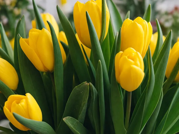 Fiori gialli di Tulipani