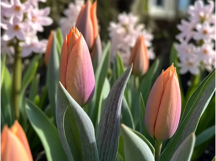 Infiorescenze rosa di Tulipani