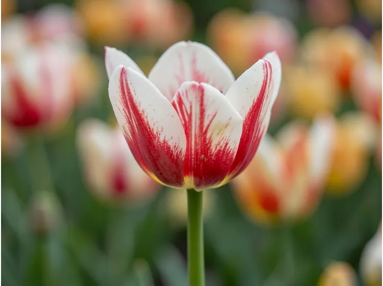 Fiori di Tulipani screziati
