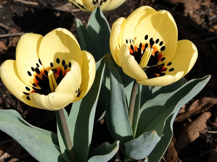 Tulipani water lily