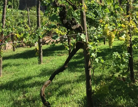 Tutori vigneti