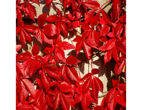 Vite canadese in autunno