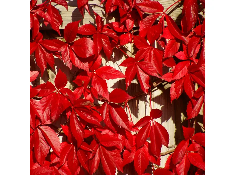 Vite canadese in autunno