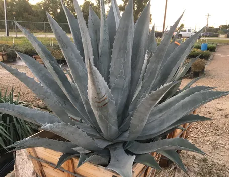 Agave americana