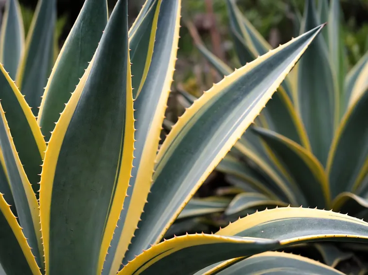 Foglie di Agave americana marginata