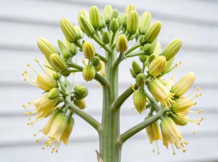 Infiorescenza di Agave americana