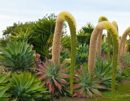 Esemplare di Agave Atteuata